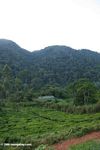 Tea plantation outside Bwindi