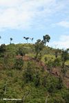 Deforestation near Bwindi