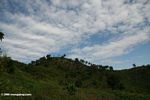 Deforested hills near Bwindi