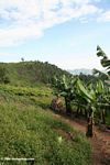 Bananas cultivated near Bwindi park