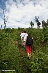 Tourists walking uphill to find gorillas