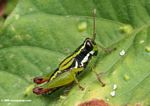 Black green and white grasshopper in Uganda
