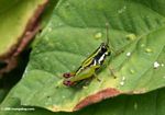 Black green and white grasshopper on a leaf