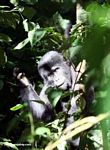 Young gorilla in the underbrush at Bwindi