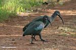 Pair of Hadada ibis (Bostrychia hagedash) crossing a trail.  