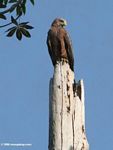 Black kite (Milvus migrans) perched on a dead tree stump