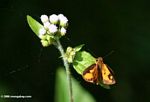 Orange skipper butterfly