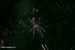 Orb spider in Uganda (underside)