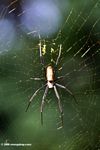 Orb spider in Uganda