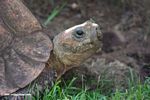Old tortoise eating grass