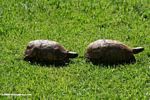 Two tortoises on a lawn