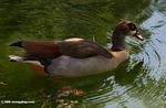 Egyptian Goose in greenish water