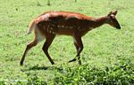 Bushbuck (Tragelaphus scriptus), an antelope that is found in Sub-Saharan Africa.