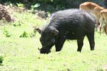 Giant African Forest Hog