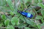 Blue and black wasp