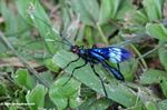 Blue and black wasp on grass