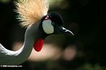 African crowned crane from East Africa