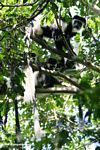 Eastern Black & White Colobus Monkeys (Colobus guereza)