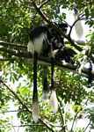 Eastern Black & White Colobus Monkeys in a tree