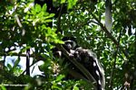 Black and White Colobus Monkey (Colobus guereza)