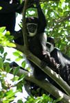 Eastern Black and White Colobus Monkeys (Colobus guereza) in the canopy