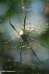 Orb spider on a web