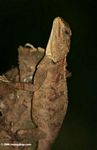 Agama lizard in Uganda