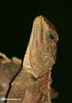 Agamid lizard
