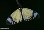 Pale orange butterfly with black and white markings