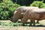 Pair of Rhino in captivity