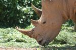 Pair of Rhinoceros feeding in captivity