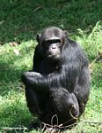 Captive chimpazee in Uganda