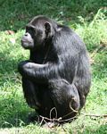 Captive chimpazee in Uganda