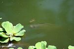 Tilapia in a pond