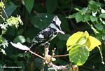 Pied Kingfisher, Ceryle rudis, with a fish in its mouth