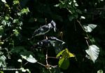 Pair of Pied Kingfishers, Ceryle rudis, arguing over a fish