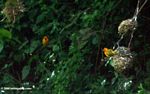 Pair of Ploceus aurantius weaver birds nesting 