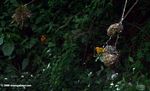 Pair of orange weaver birds nesting 