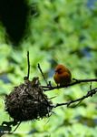 Orange weaver bird guarding its nest