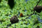 Orange weaver guarding its nest