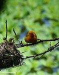 Weaver bird (Ploceus aurantius) guarding its nest