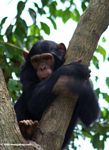 Young captive chimp