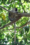 Male vervet monkey in a tree