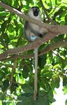 Male vervet monkey (Cercopithecus aethiops) in a tree