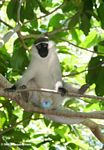 A serious case of blue balls on a Male vervet monkey (Cercopithecus aethiops)