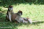 Patas Monkeys (Erythrocebus patas)