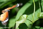 Orange butterfly landing on a vine leaf