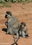 Mother vervet monkey with offspring