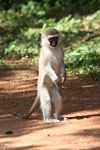 Young vervet monkey standing upright