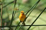 Male orange weaver bird